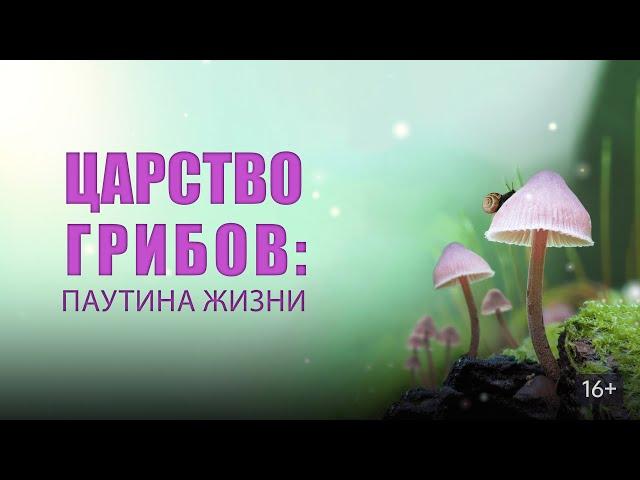 Документальный фильм - Царство Грибов. Паутина Жизни. (2023)