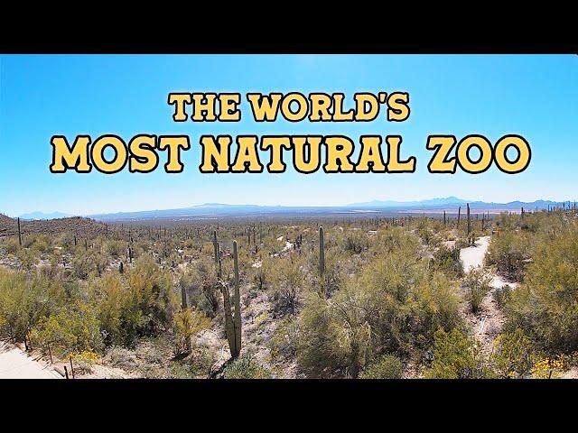 The World's Most Natural Zoo (Arizona-Sonora Desert Museum)