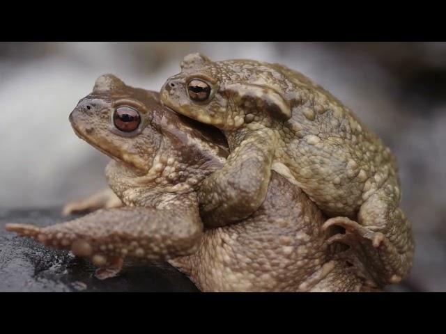 Documentary on the forests of Iberia, life on the edge of the abyss - part 1