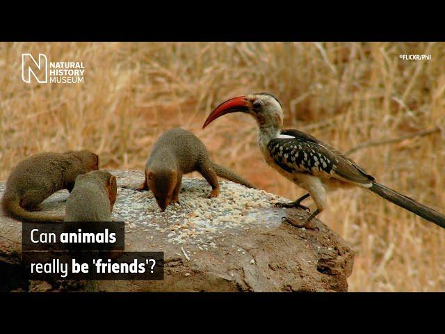 The mutualistic relationship of the dwarf mongoose and hornbill | Natural History Museum