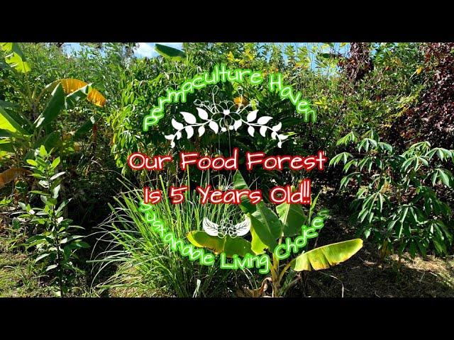 Our Food Forest Is Five Years Old - Permaculture Haven Subtropical Autumn Tour
