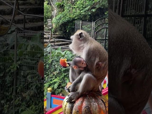 Macaques at Batu Caves, Malaysia #shorts