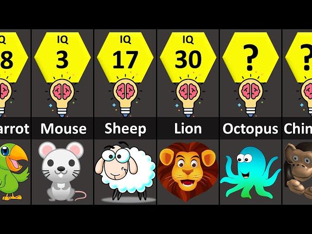 Most Intelligent Animals (IQ Comparison)