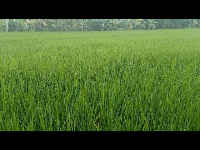 SUNGGUH INDAH!! Pemandangan Sawah Padi Yang Membuat Betah / Suka Yang Hijau