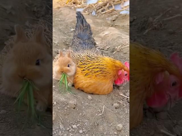 Cute Bunny Fun: Watch as This Fluffy Rabbit Enjoys Food and Hops Around Gleefully!#cuterabbits