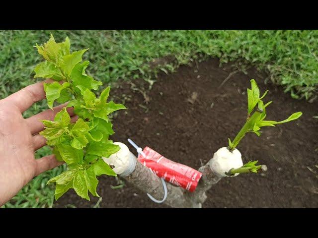 Graft Peach and Apricot on the one root Summer