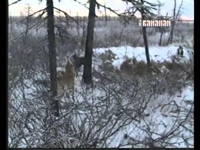 Охота с лайкой в Якутии