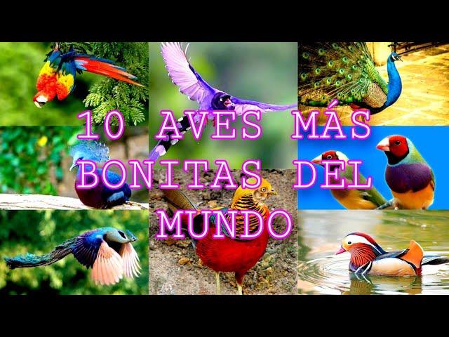 10 AVES MÁS BONITAS DEL MUNDO.