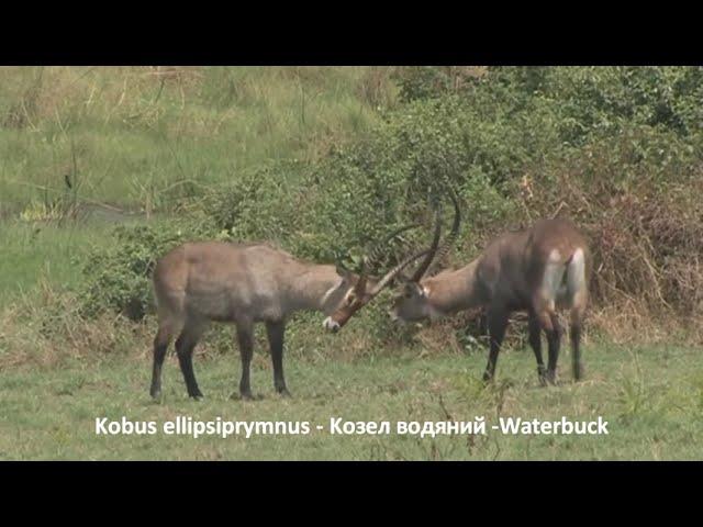 Kobus ellipsiprymnus -  Kозел водяний - Waterbuck