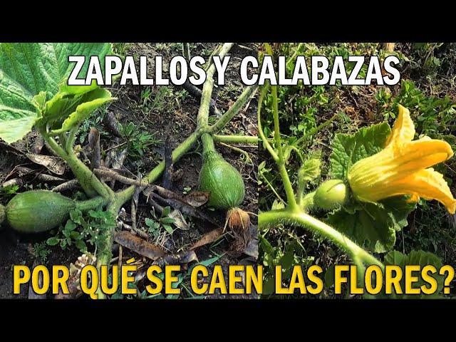 POR QUÉ SE CAEN LAS FLORES DEL ZAPALLO O CALABAZA   POR QUÉ NO CARGAN Y SE CAEN LOS FRUTOS