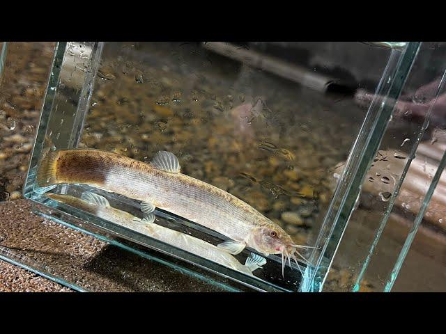 Adding 100 loaches to the eel pit