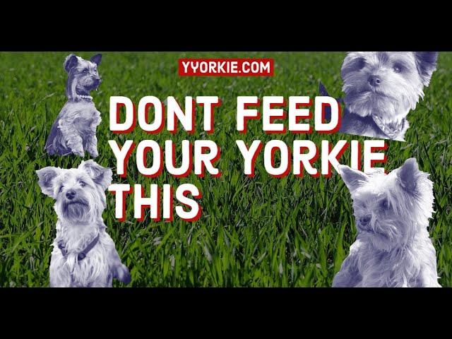 Things You Should Not Feed Your Yorkie | A MUST Watch