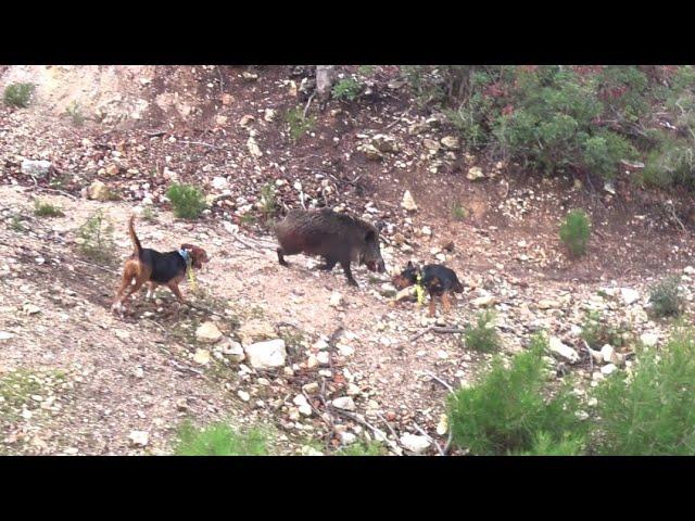 DOMUZ KÖPEĞE SALDIRDI // PIRG ATTACKED DOG  (Wild Boar hunting)