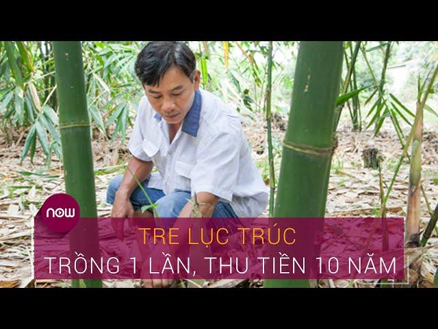 Tre lục trúc: Trồng 1, lời 10 | VTC Now