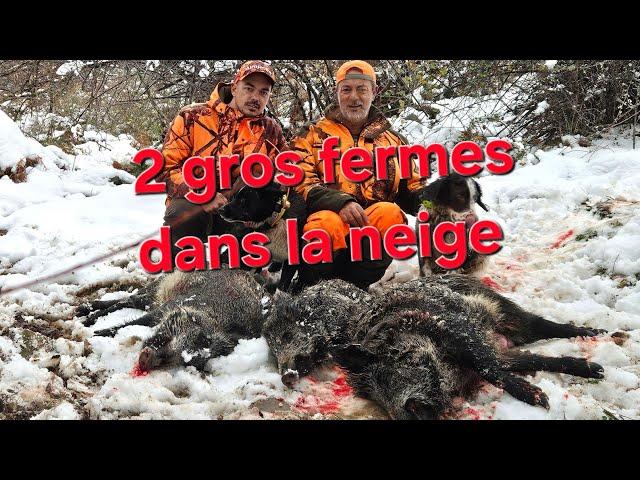 Chasse aux sangliers en Corse à Tox 130