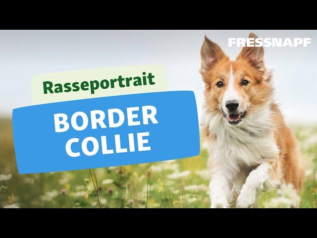 Rasseportrait: Border Collie