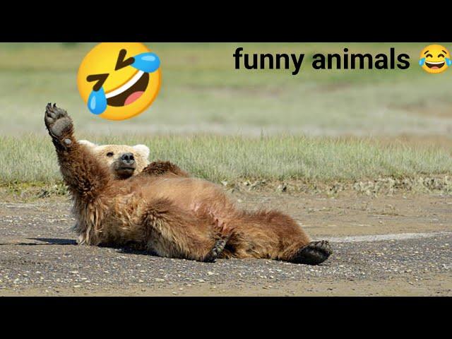 funny animals video | funny animals  fails | cats dogs funny | @mihaifrancu shorts