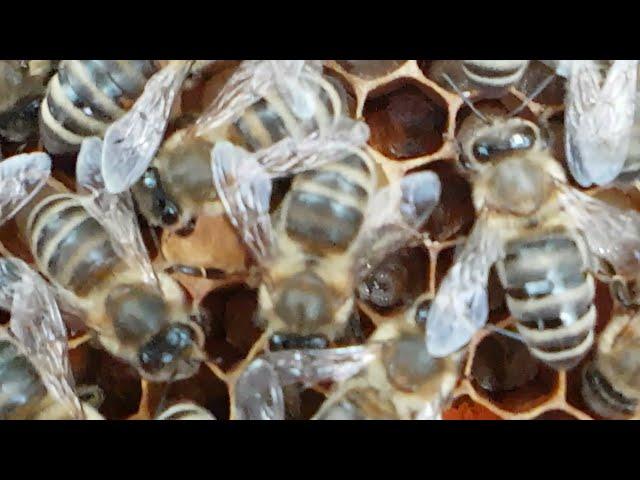 Bienenzucht: Ableger und Fehler