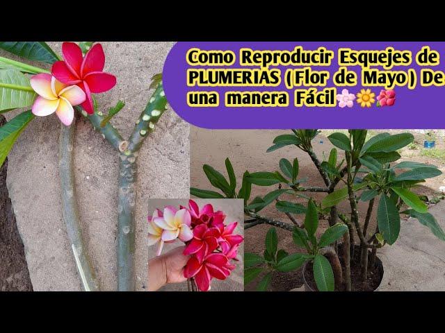 Reproduciendo Esquejes de PLUMERIAS (Flor De Mayo)