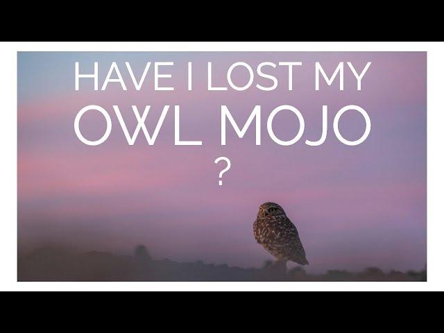 Looking for Owls in Southern California - Wildlife Photography Vlog