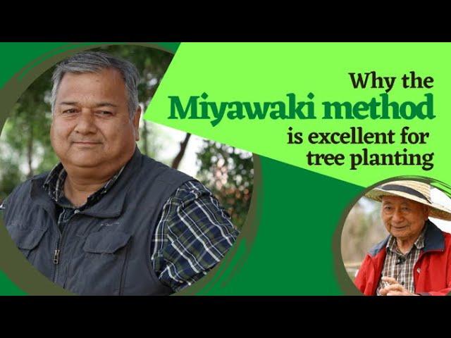 Why the Miyawaki method is excellent for tree planting?