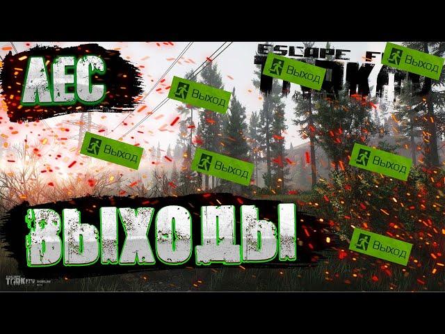 Лес ВСЕ ВЫХОДЫ за ЧВК и Дикого | Escape From Tarkov