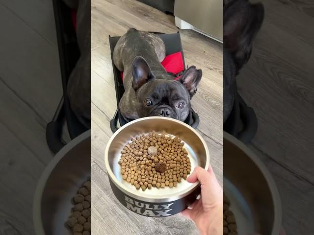 Best food for Frenchies #bullymax #dogfood #bullymaxfood #BestDogFoodForFrenchies #bestdogfoodandsup