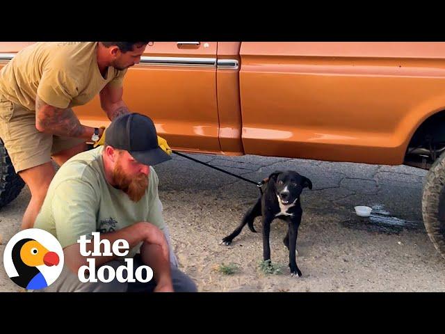 Terrified Pittie Gets Rescued By The Most Perfect Person | The Dodo