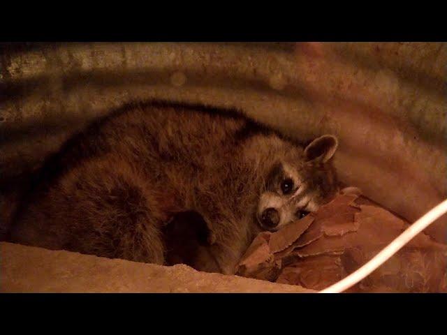 Baby raccoon nursing