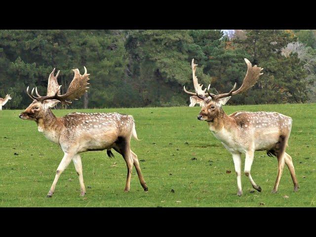 FALLOW DEER Size Each Other Up - Parallel Walking