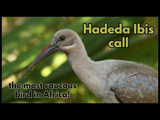 Hadeda Ibis call, the most raucous bird in Africa!