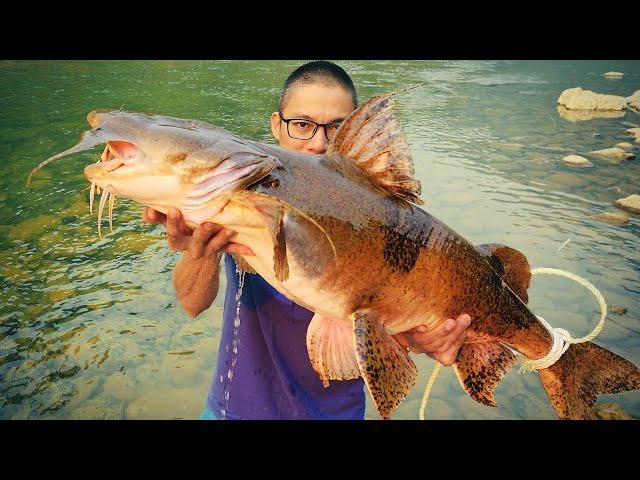 MONSTER GOONCH CATFISH