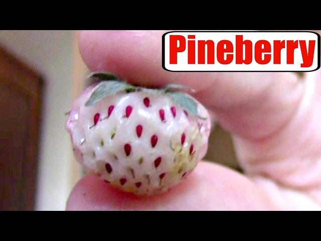 Pineberry Review - Weird Fruit Explorer Ep 182