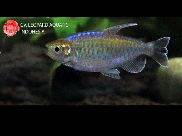 Phenacogrammus interruptus. The STUNNING Congo Tetra! (Leopard Aquatic C033D)