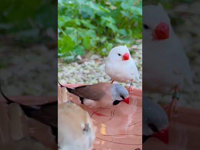 Longtailed Finch | Zebra Finch | Aviary Birds