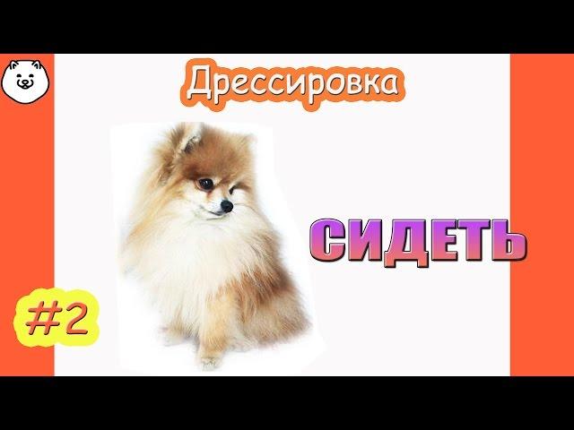 КАК НАУЧИТЬ СОБАКУ КОМАНДЕ СИДЕТЬ Дрессировка