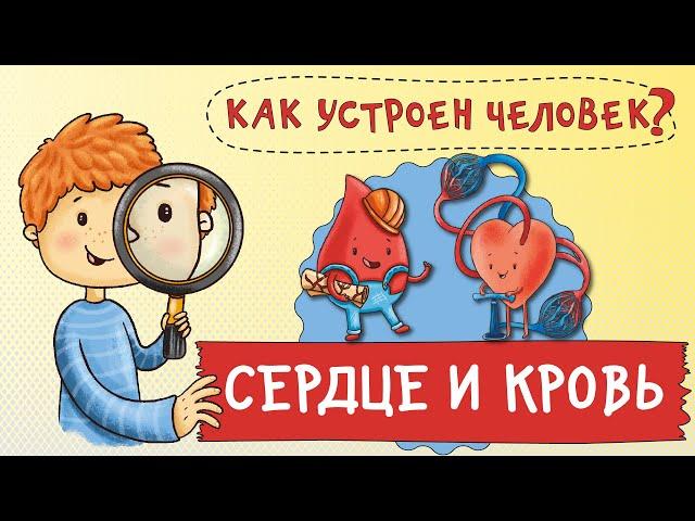 Как устроен человек. Как работает мое сердце?