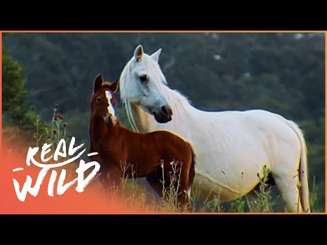 Australia's Wild Horses And Their Remarkable Story Of Survival | Horse: In The Wild | Real Wild