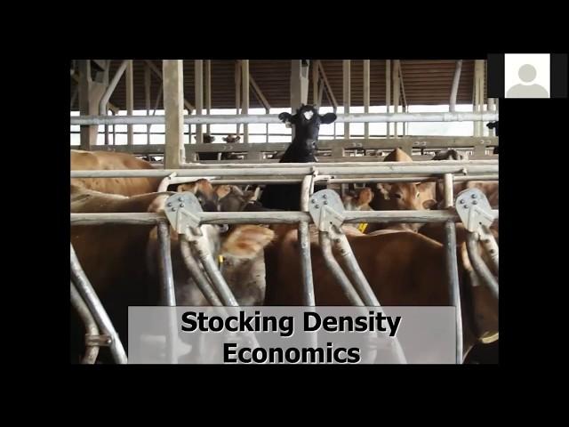 Cashing in on Cow Comfort - Rick Grant, Miner Institute