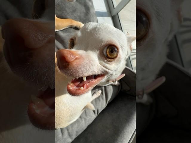 We love the Kuchi Kuchi Koo #chiuahua #mreviatar #nikiozeri #angrychihuahua #kuchikuchi