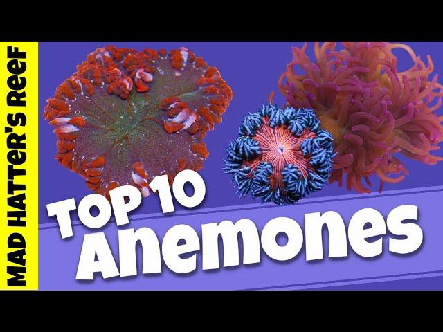 Top 10 Sea Anemones