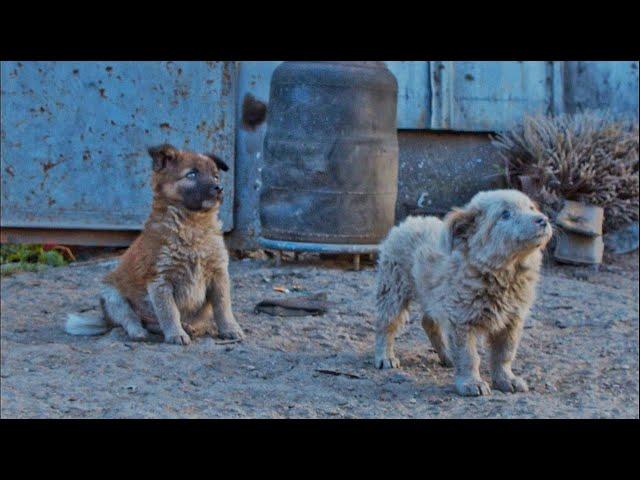 Little Puppies Found Sick and Alone, Left to Die