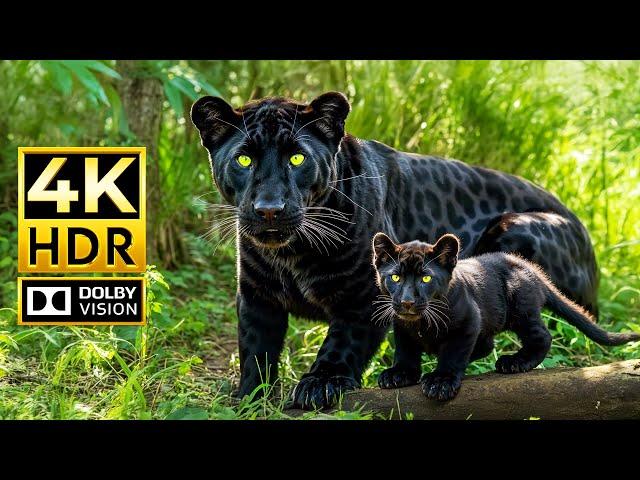 FOREST BABY ANIMALS 4K HDR | with Engaging Cinematic Sound (Colorful Animal Life)