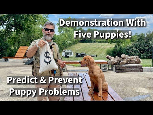 How To Predict & Prevent Puppy Training Problems | Basic Obedience Demonstration with Five Puppies