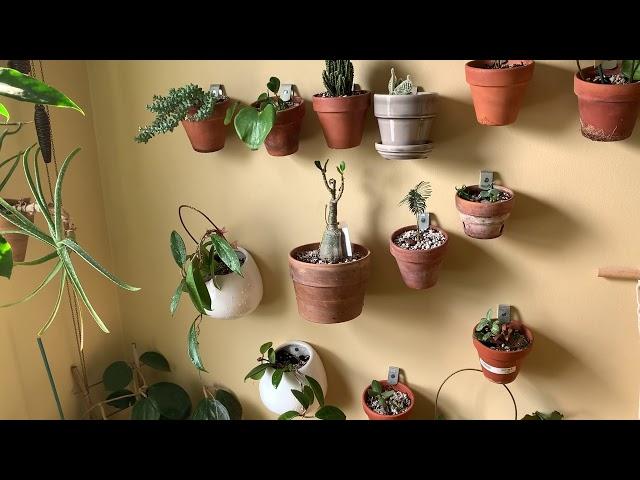 How to mount your houseplants to your wall