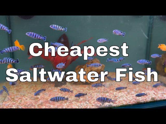 Buying Freshwater Fish For My Saltwater Tank - Day 14