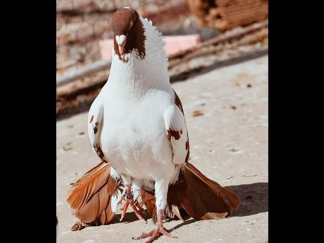 pigeon ️‍attitude status ️‍#shorts #tiktok #viral #trending #shortvideo