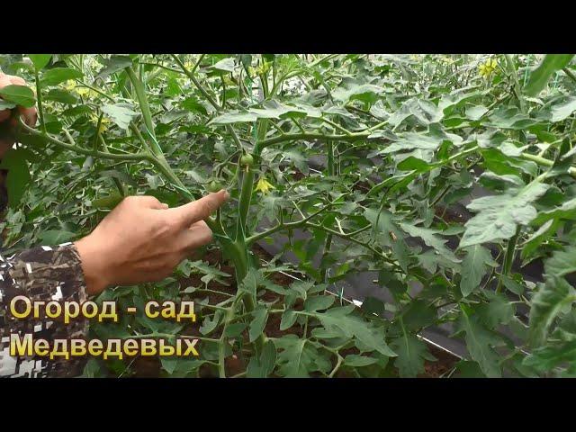 Тонкости формирования детерминантных сортов томатов