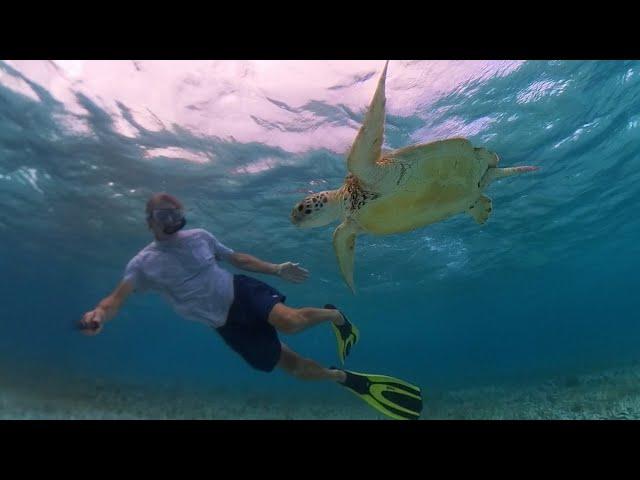 Swimming with turtles in the Grenadines |  Ep116