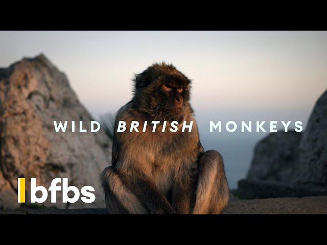 Gibraltar: Why There's Wild Monkeys, WW2 Tunnels and British Forces | BFBS